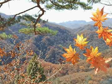 购买打胎药去哪里孕7周吃打胎药吗（7周吃药能流掉吗）